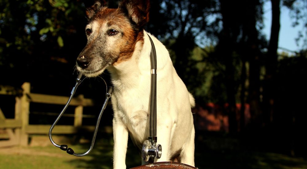 71965947_2557597034304573_4063447539175653376_n