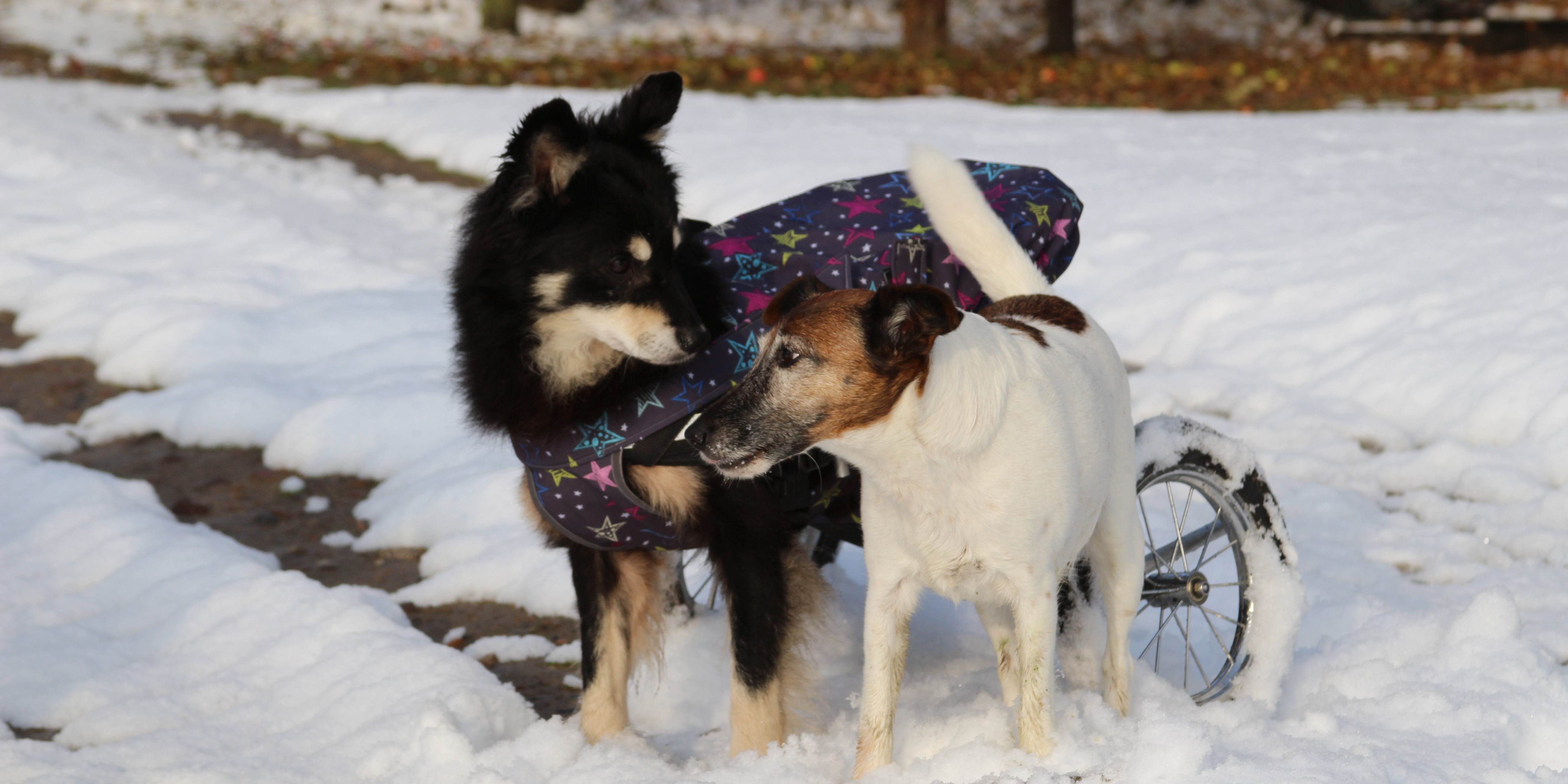 Hunde Fit Durch Den Winter Tierzentrum Luneburger Heide