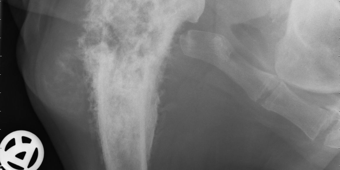 Osteosarkom beim Hund Tierzentrum Lüneburger Heide